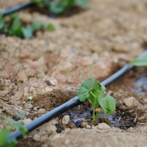 drip irrigation fields