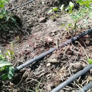 dripper pipes in farm