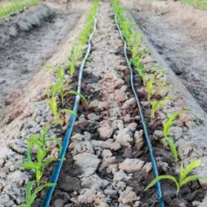 dripper pipes in field